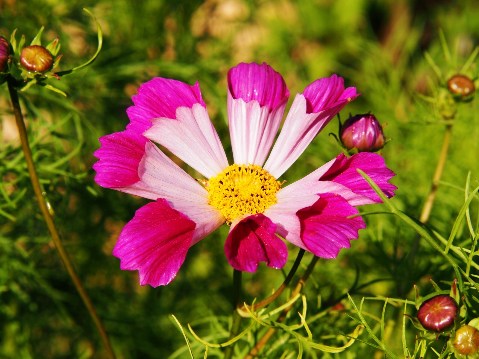 COSMOS MIX 100 SEEDS, SINGLE DOUBLE SEASHELL SULPHUR, STRIPED COSMOSE BIPINNATUS