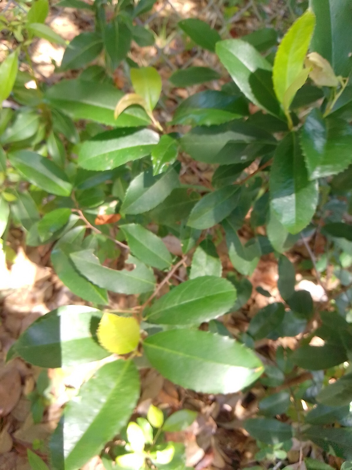 2 Rooted TX Florida Live Oak Tree Evergreen Quercus Virginiana Plants 6″-12″