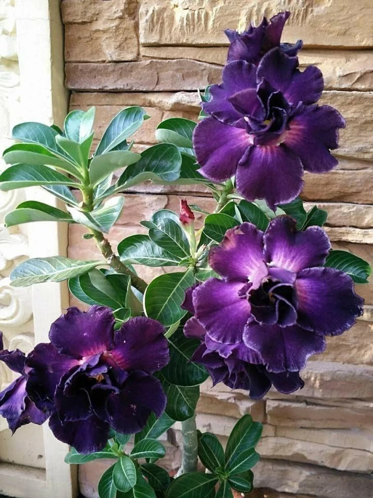 SAVI~ Desert Rose Adenium Obesum SMALL Rooted Seedling Plant