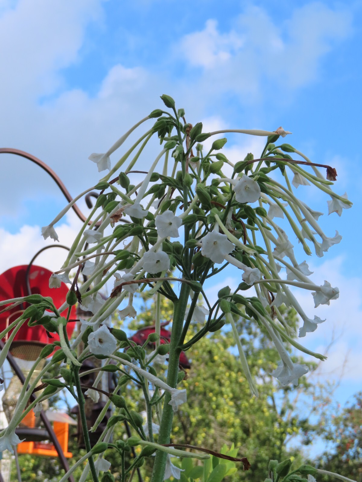 Nicotiana – Only The Lonely – Intoxicating Fragrance White Flowers -Organic Seed