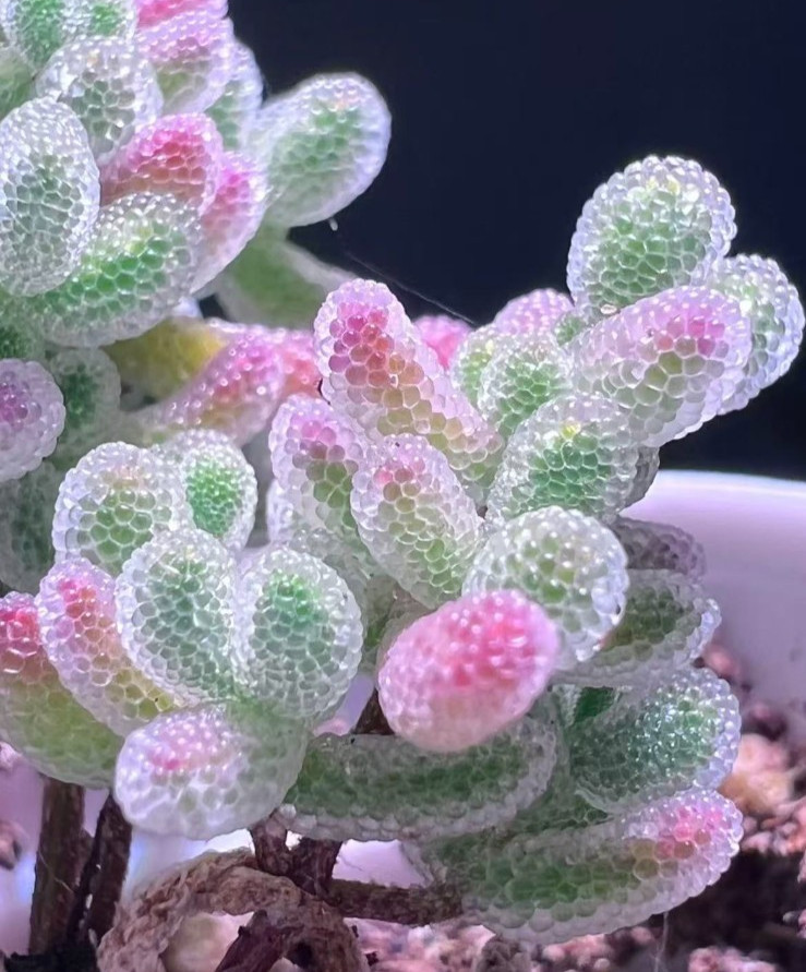 50 Lithops Seeds – Living Stone Succulent – Rare Colorful Varieties