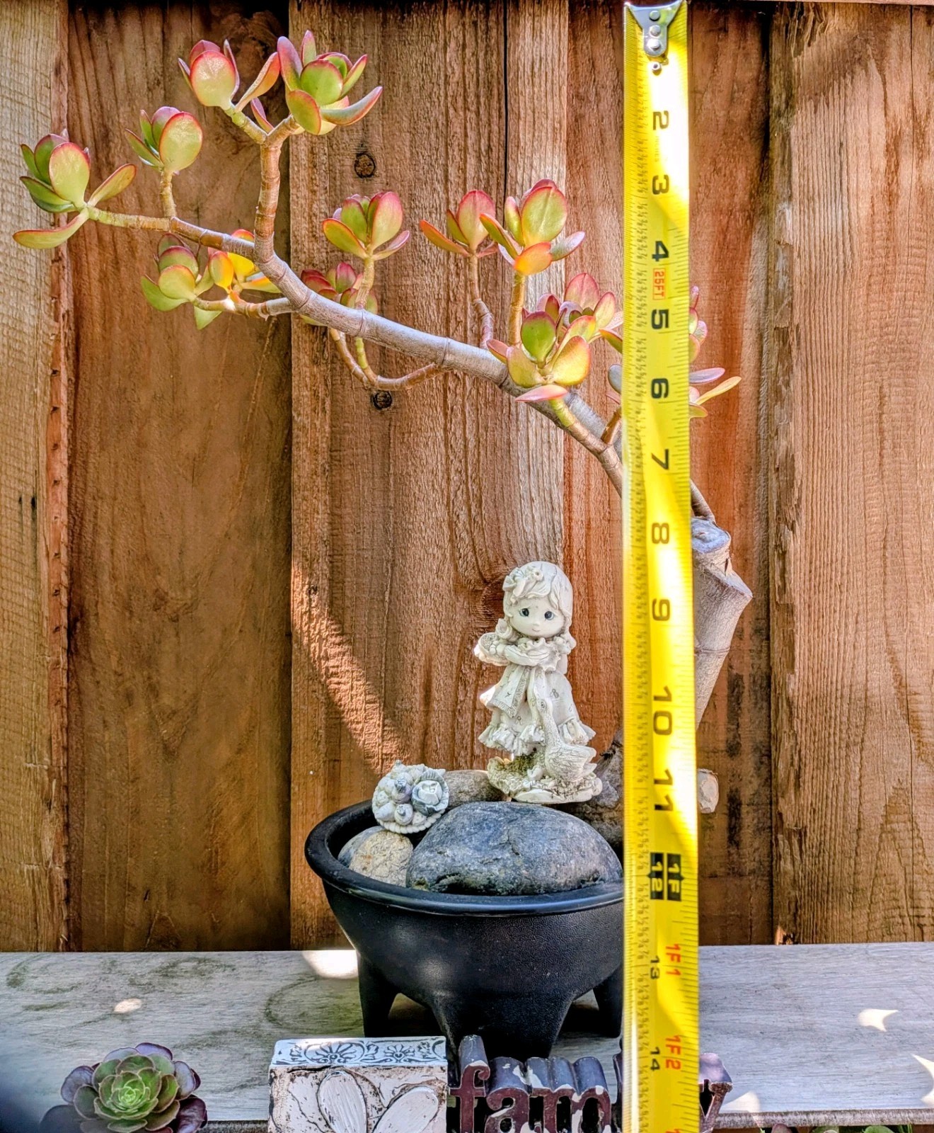 Jade Plant Thick Trunk Desktop Non Drilled Hole Bonsai @Door Pickup Zip Is 94538