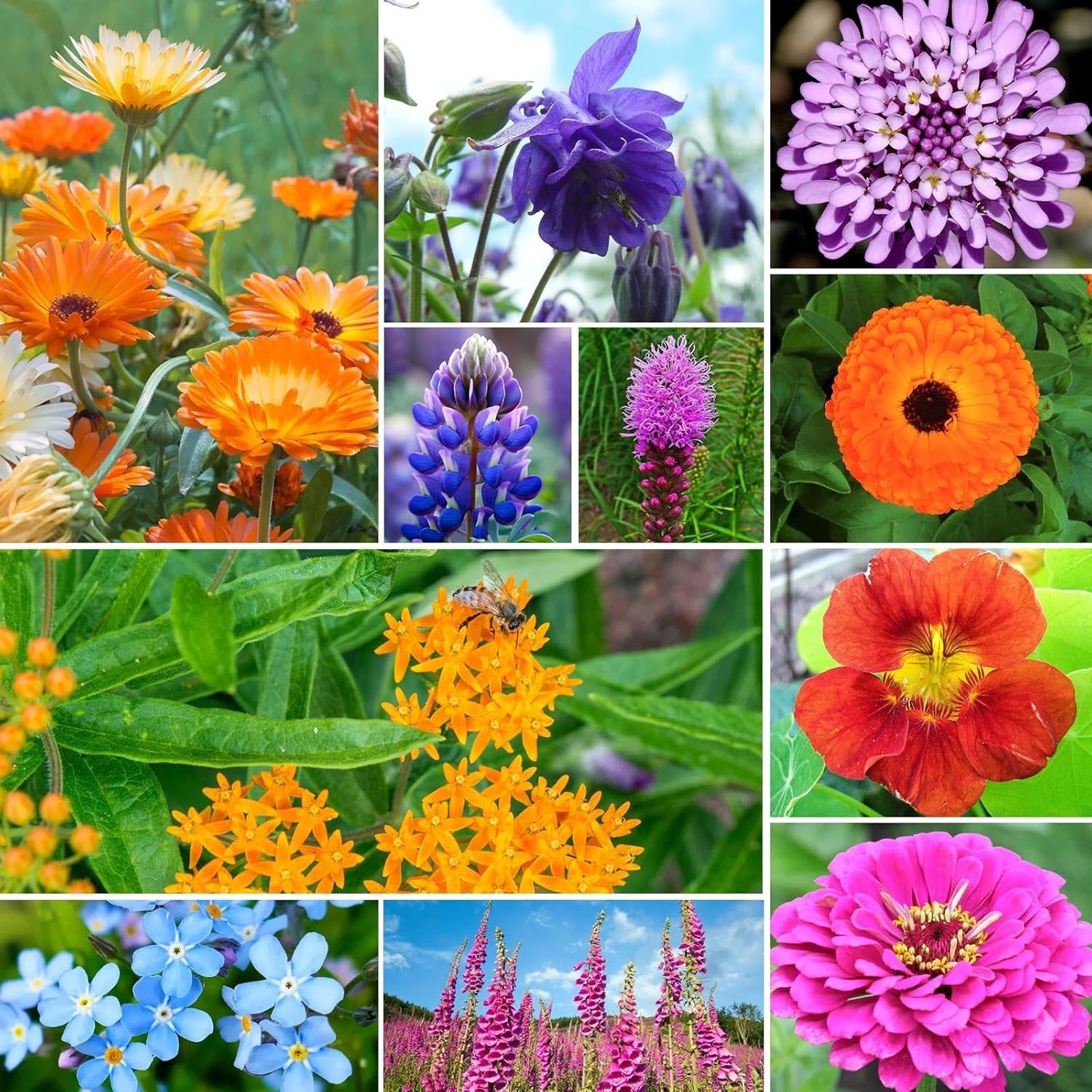 Colorful Wildflower Seed Mix – 24 Varieties, Attracts Hummingbirds & Butterflies