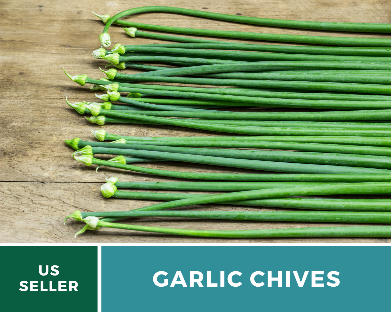Chives, Garlic – 250 Seeds – Culinary, Medicinal & Decorative Herb – Heirloom