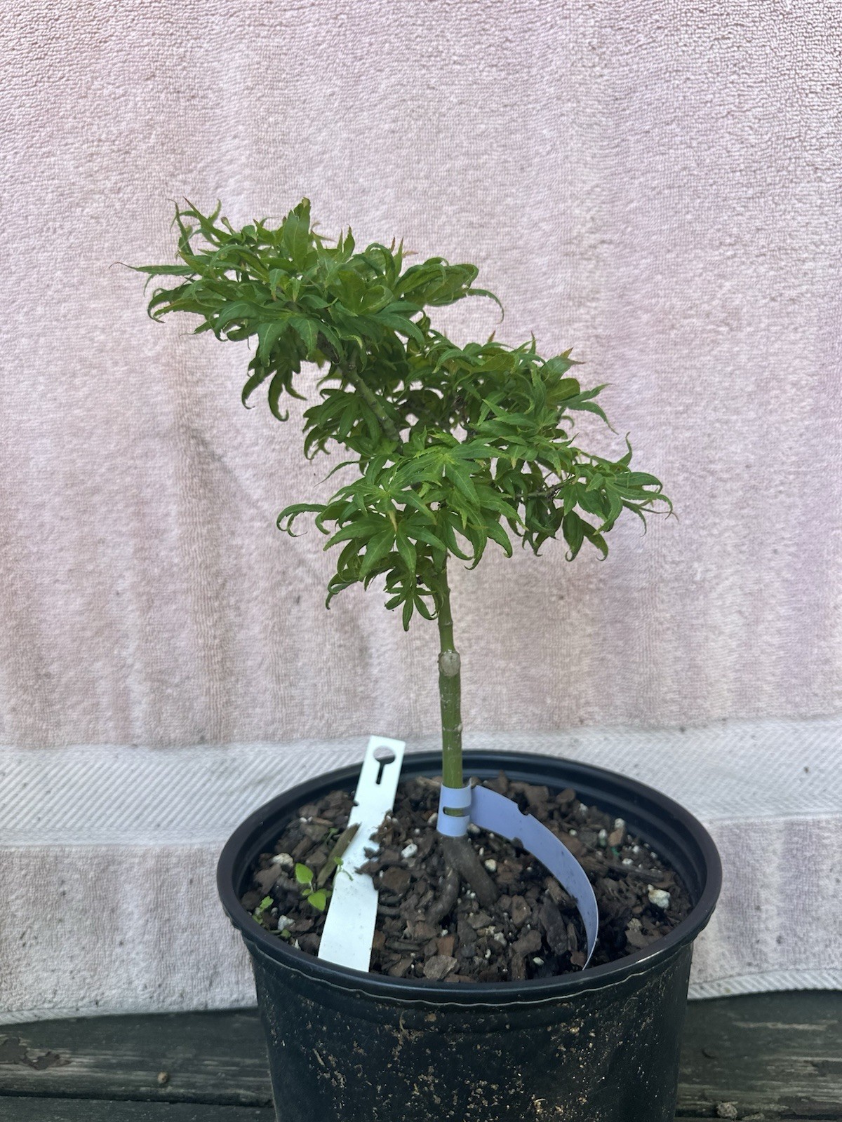 Acer Palmatum El Tigre Rare Japanese Maple 3-4yr Old 1.5 Gal