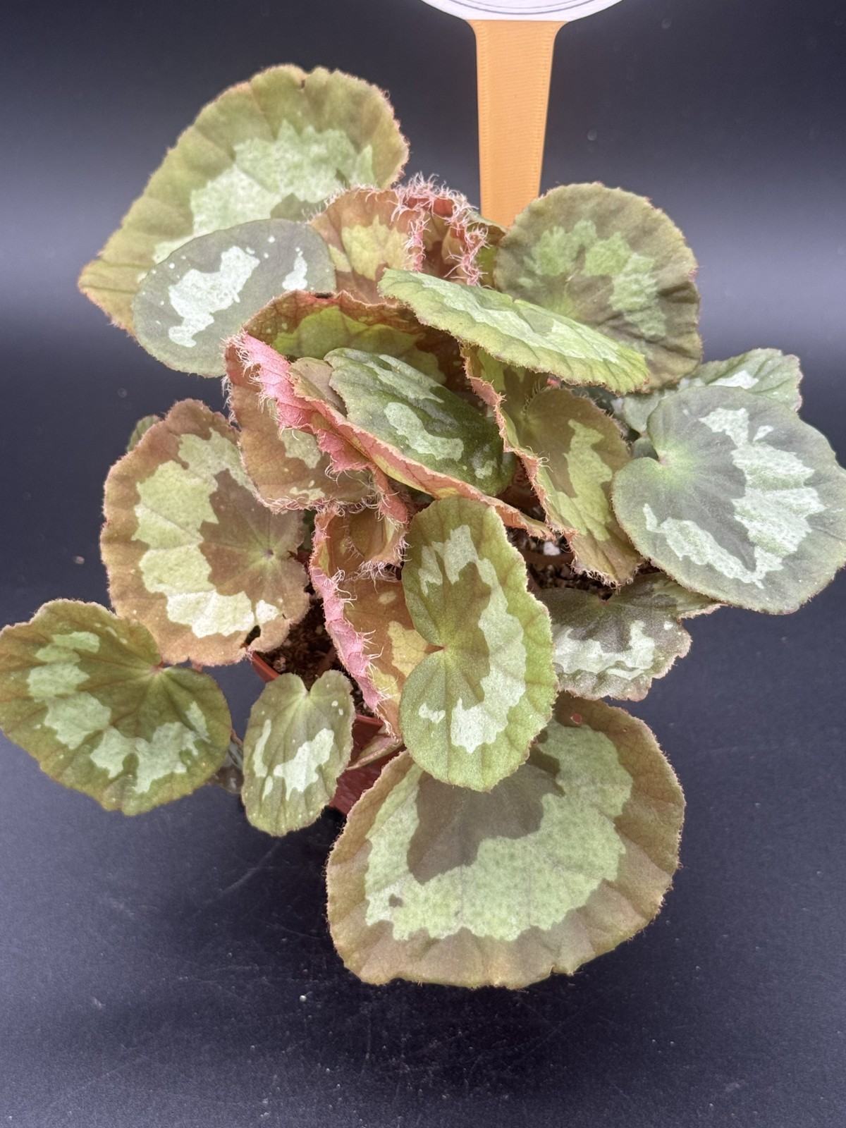 Jingxiensis Var Mashanica Begonia – 4″ Pot Live Plant – Free Shipping