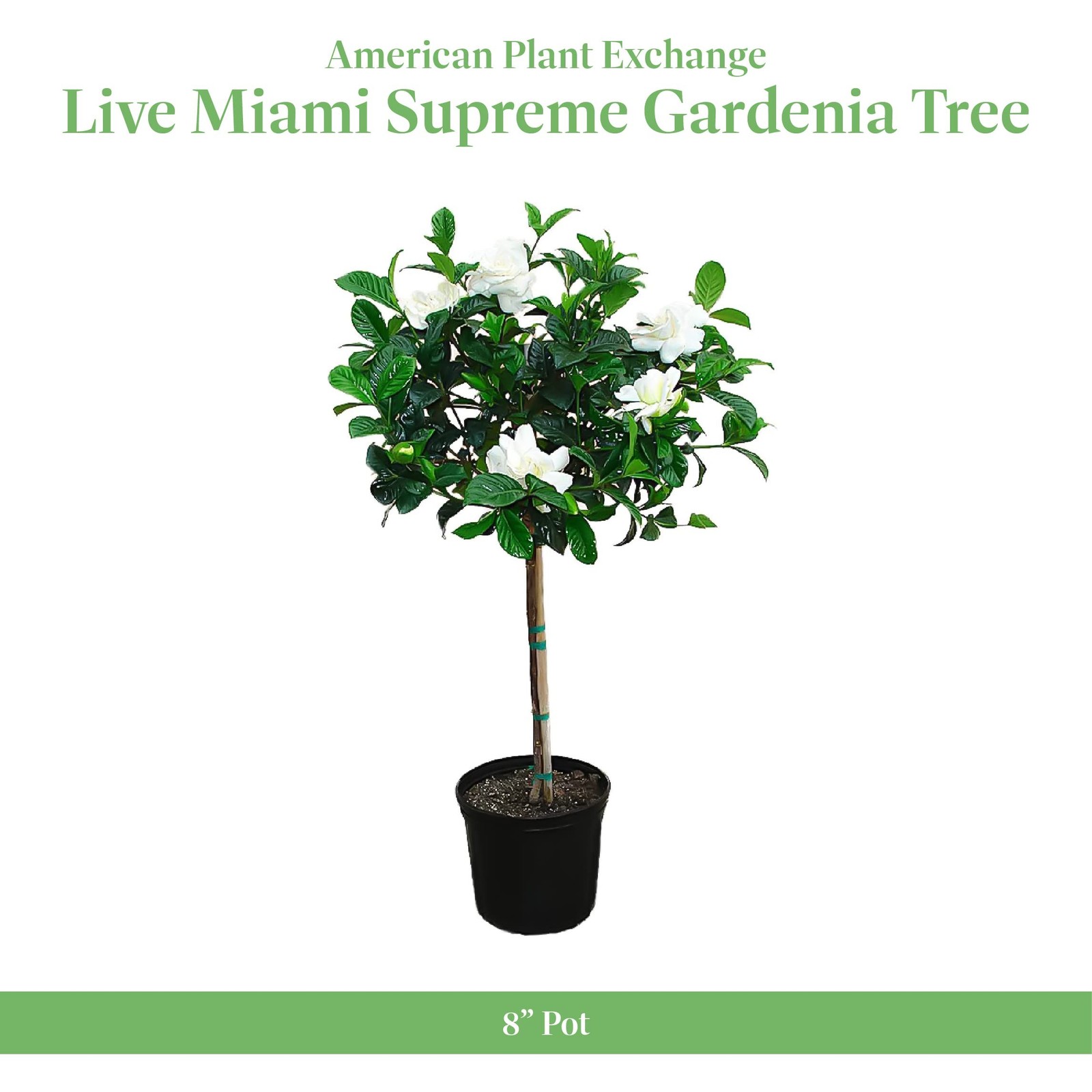American Plant Exchange Gardenia Tree – Live Evergreen in Large 8-Inch Pot