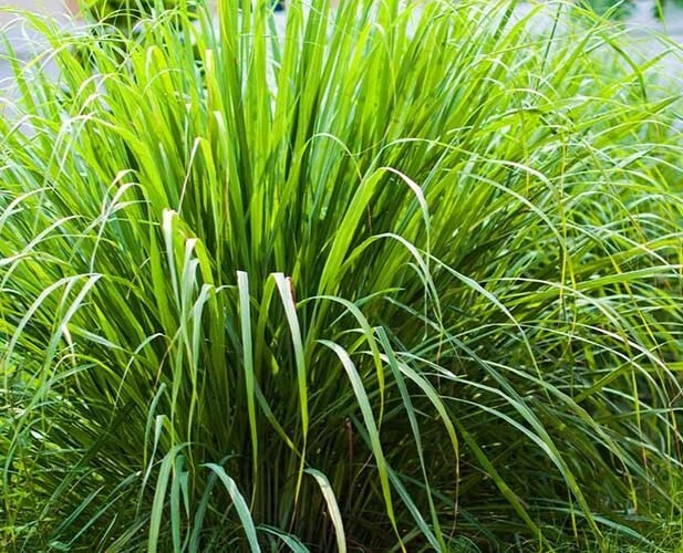 LEMON GRASS SEEDS, 100 Seeds, Cymbopogon Flexuosus, Organic,Caribbean FeverGrass