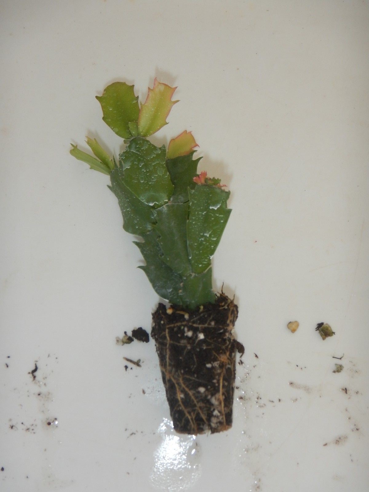 U Pick Any 1 Christmas Cactus/Schlumbergera Truncata Plants
