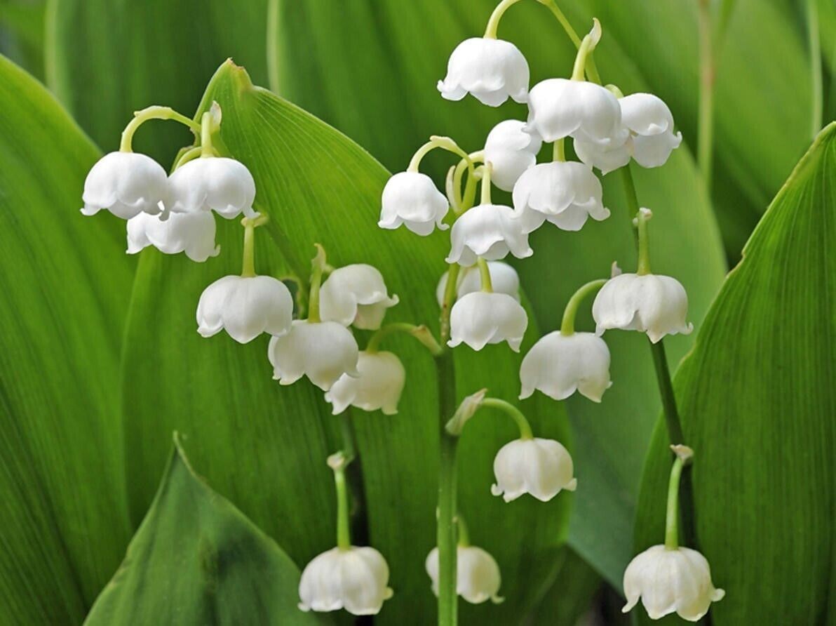 Lily of the Valley – Convallaria Majalis Perennial Bare Root 50 – Live Plants