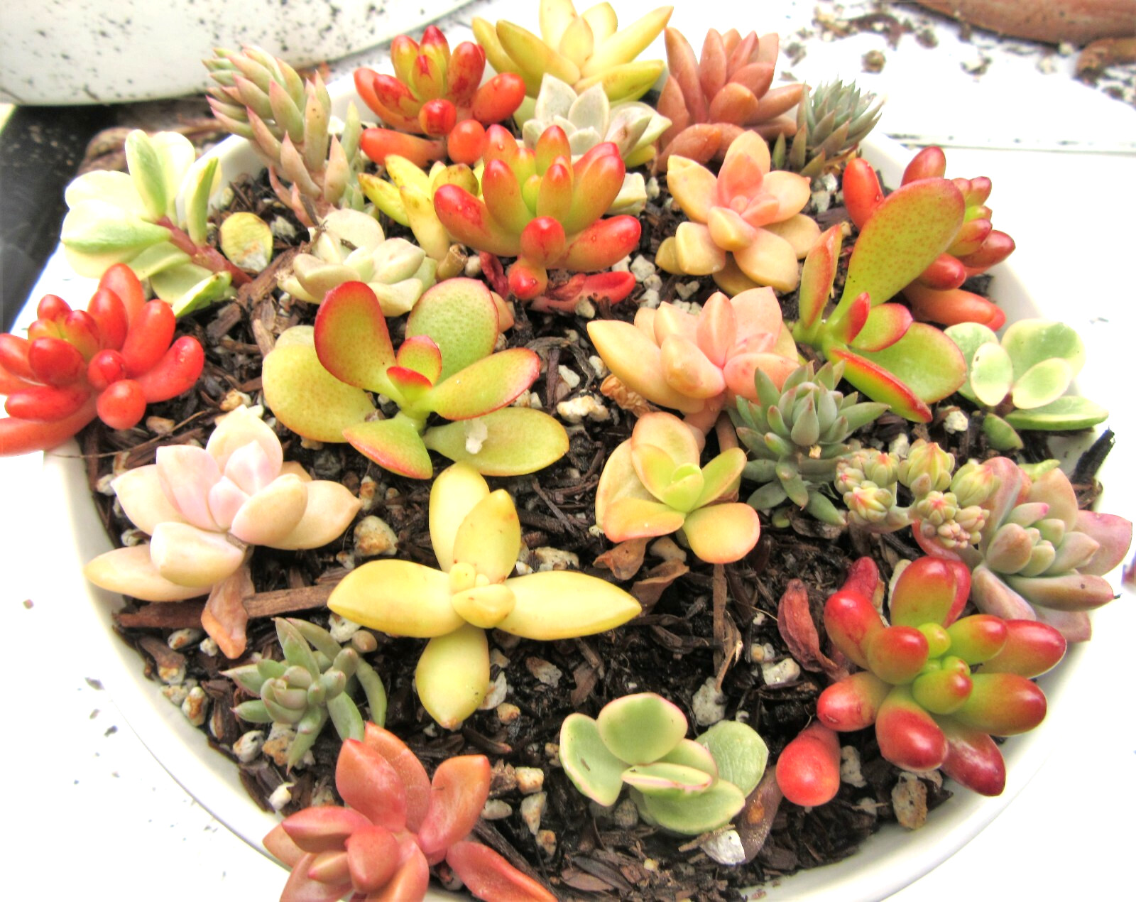 30+ ROSETTES 30 (!) Varieties Succulent 1-2 inch Cuttings Free Ship 2+ Lots
