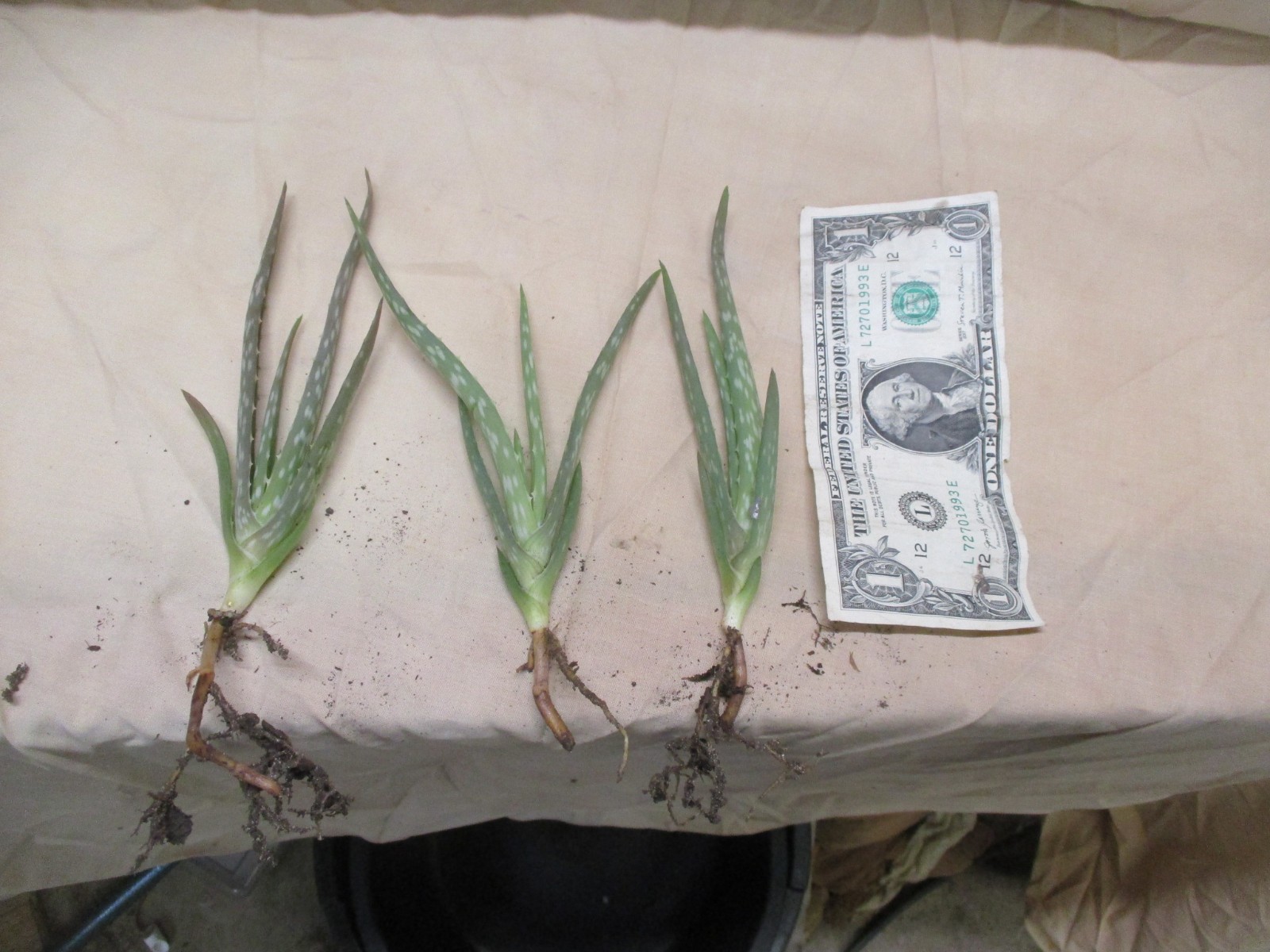 3 6″aloe plants FREE SHIPPING
