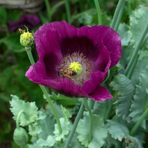 Lauren’s Grape Poppy Seeds (Papaver Somniforum) 1500 Seeds!