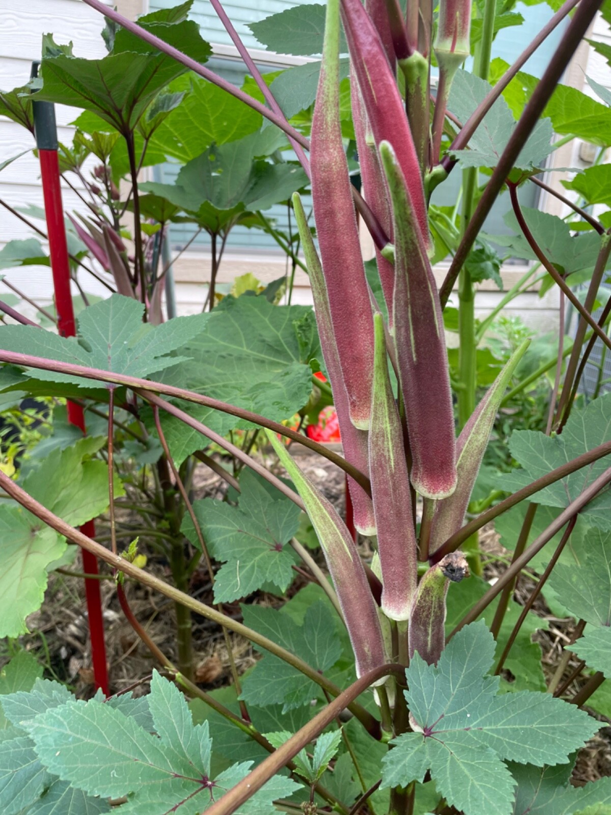 60+ Okinawa Pink Okra Seeds Open Pollinated No pesticides. Early and Prolific