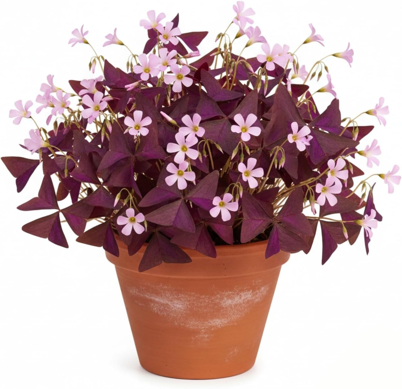 Pack of 24 Purple Shamrocks Bulbs, Oxalis Bulbs for Planting, Oxalis Triangulari