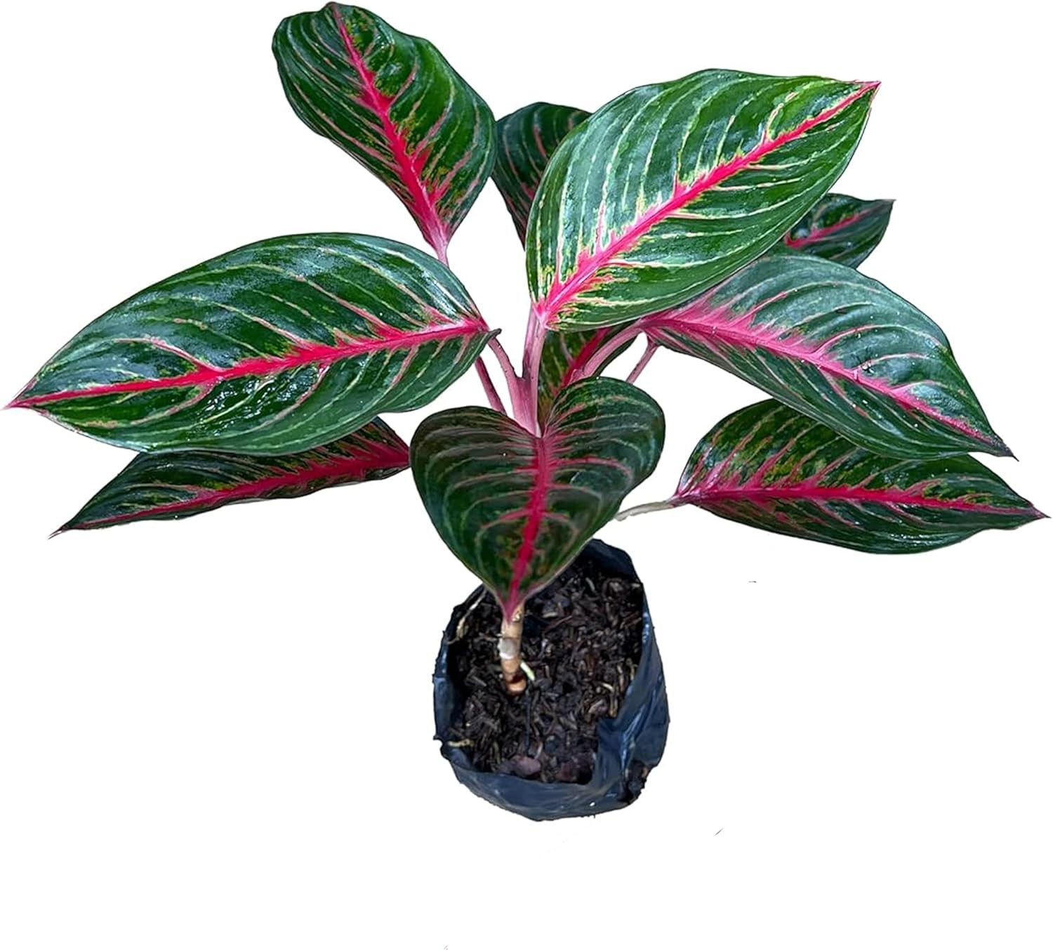 Aglaonema Commutatum ‘Schott’ (Red Vein) – Rare Dark Foliage Indoor Live Plant