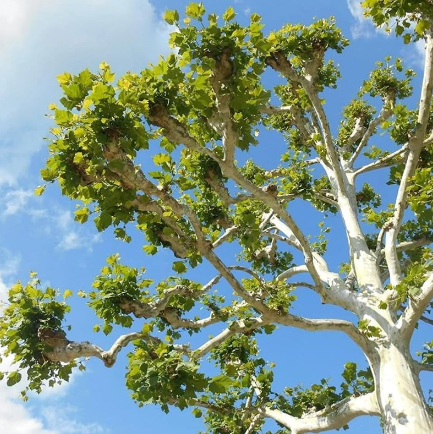 2 Live Sycamore Plants – 6–12” Tall – 4” Pot – Shade Tree for Garden & Landscape