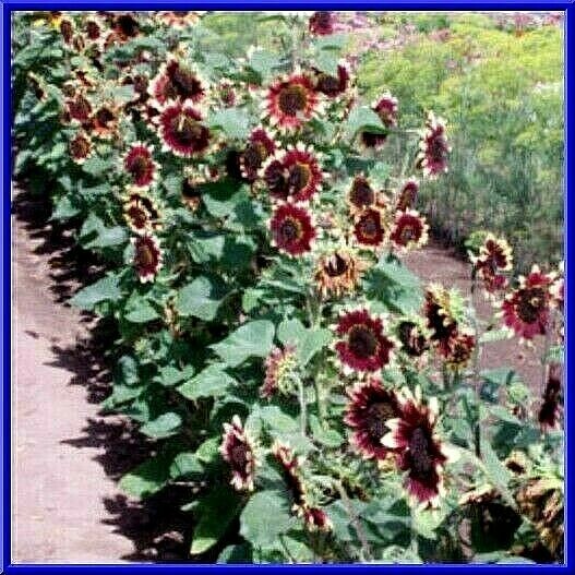 Summertime Mix Sunflower Seeds – A Beautiful Mix of Assorted Colors Comb.S/H