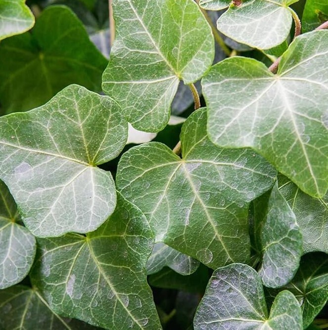 English Ivy Live Plant Indoor – 1 Pot with 2 Live Plants – 3 to 5 Inches Tall