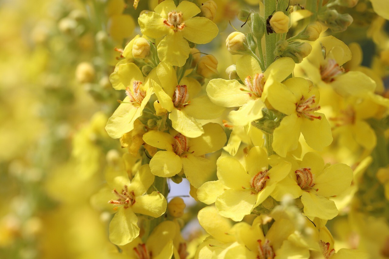 150 Seeds Great Mullein (Verbascum Thapsus) Heirloom – Fresh from 2023 Harvest