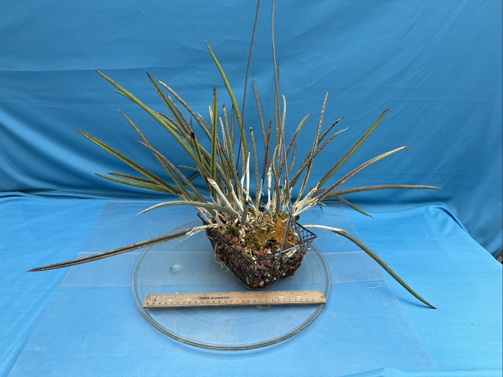 Brassavola cordata Green White Bloom Size Orchid Species 9” Pot + Hanger