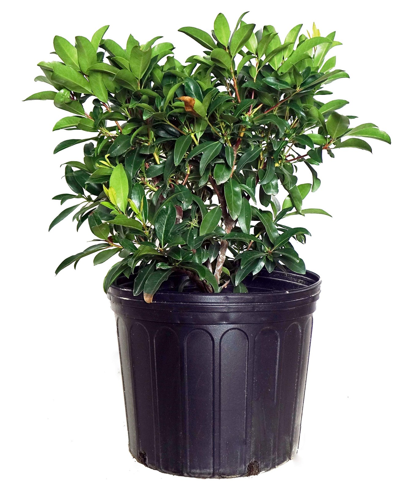 Green Promise Farms Kalmia Lat. Sarah Mountain Laurel Evergreen Pinkish-Red