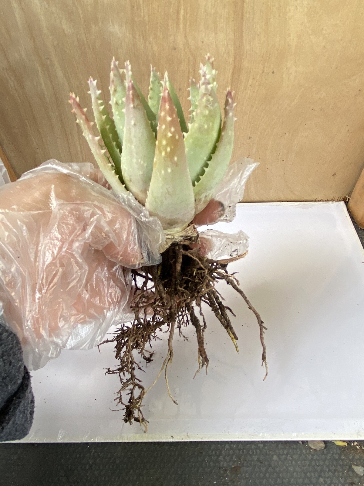 Aloe Brevifolia  Short-Leaved “Crocodile Aloe” Free Shipping