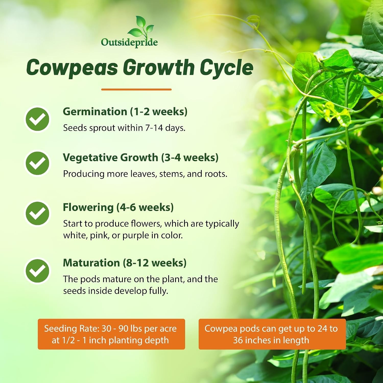 High-Quality Cowpeas for Soil Health – 10 lbs