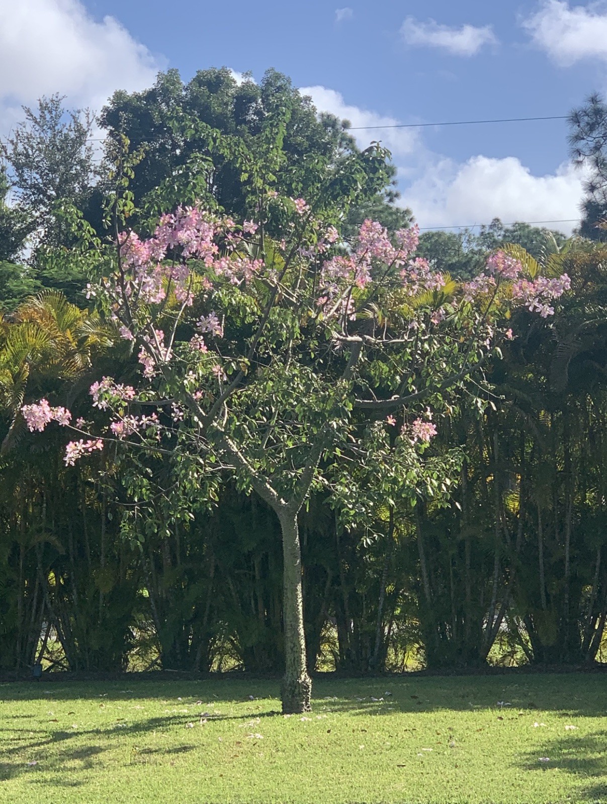 Chorisia speciosa exotic flowering tree silk floss 20 seeds
