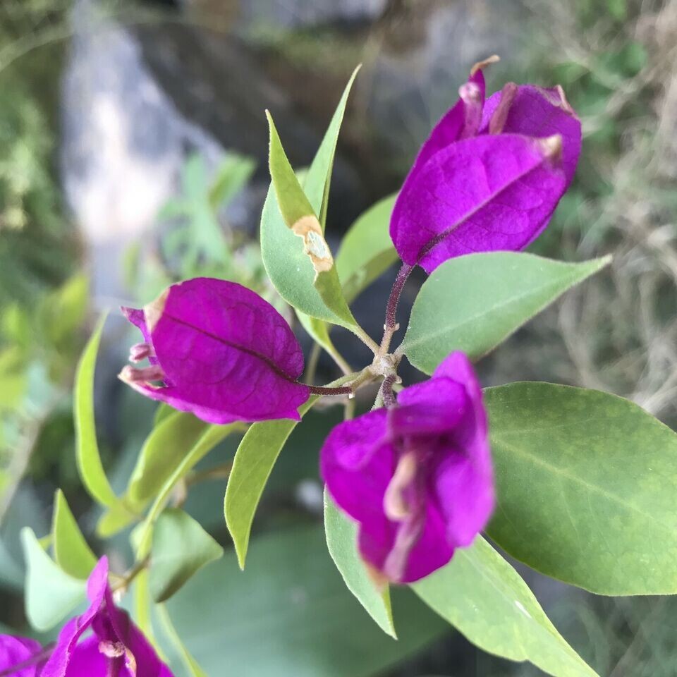 PURPLE MAJESTY** Bougainvillea**Small Well Rooted Starter Plant~~VERY RARE &HTF