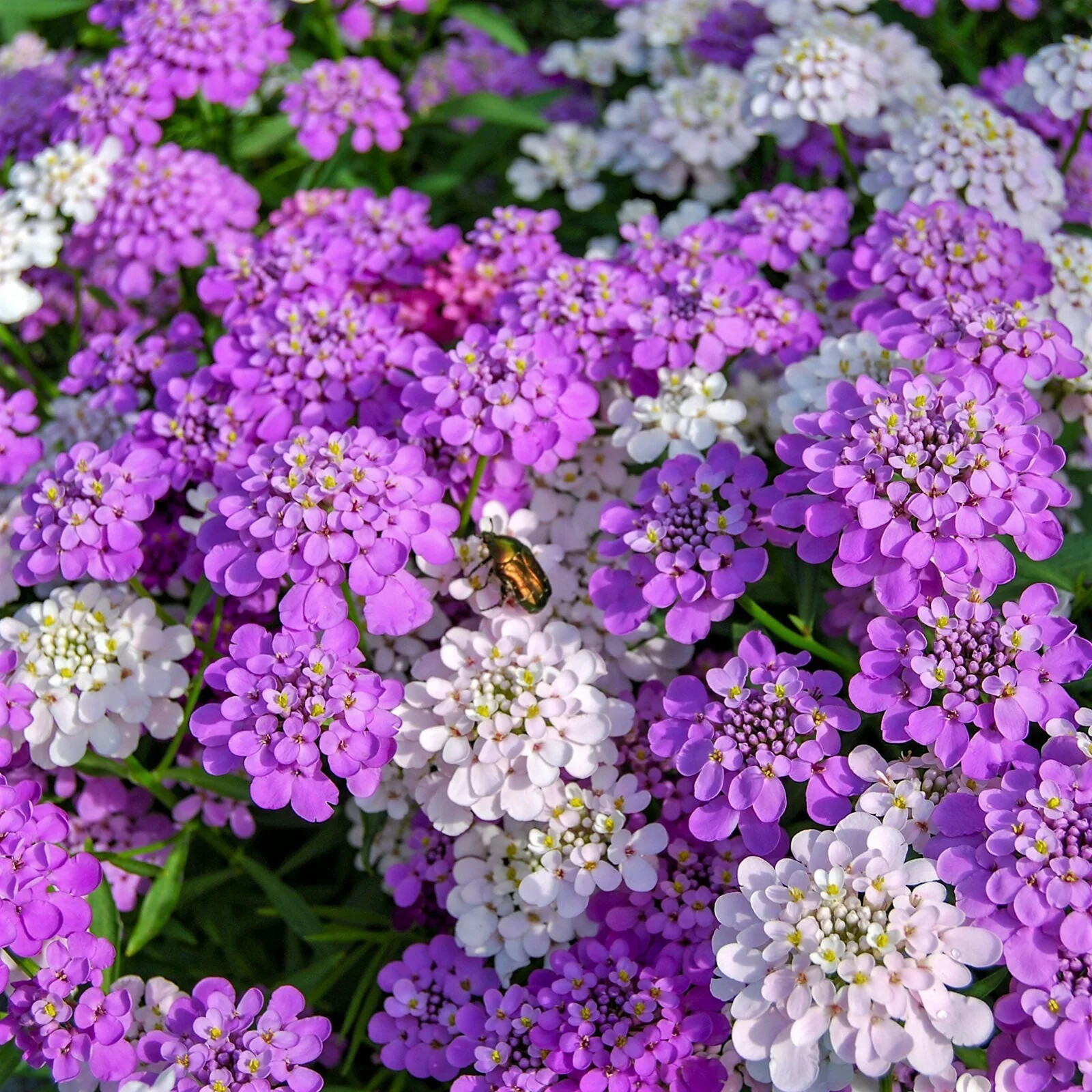 Fresh Candytuft Flower Seeds | Mixed Colors | Heirloom Non-GMO | Flower Seeds