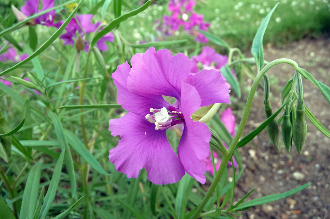 100 DEERHORN CLARKIA Seeds (Clarkia pulchella) | NON-GMO | Free shipping
