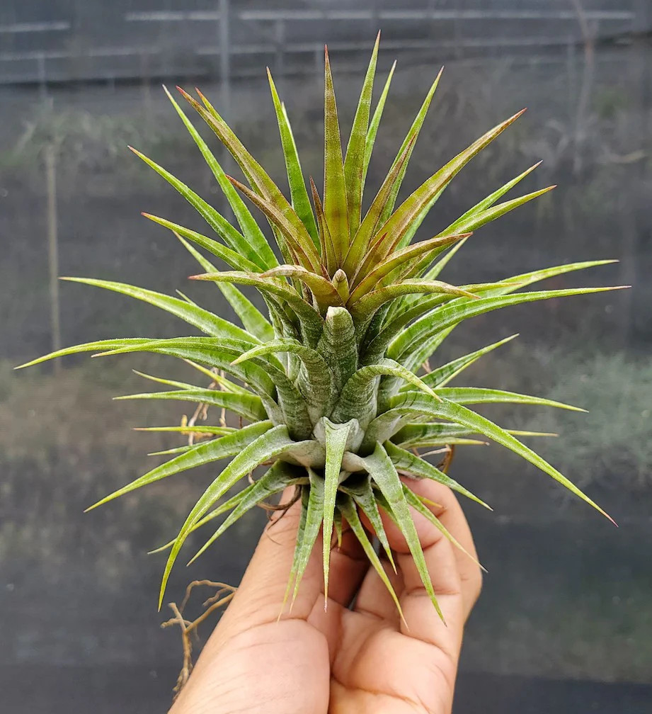 Tillandsia ionantha Domingo’s Stripes. (ionantha vanhyningii x ionantha mexico)