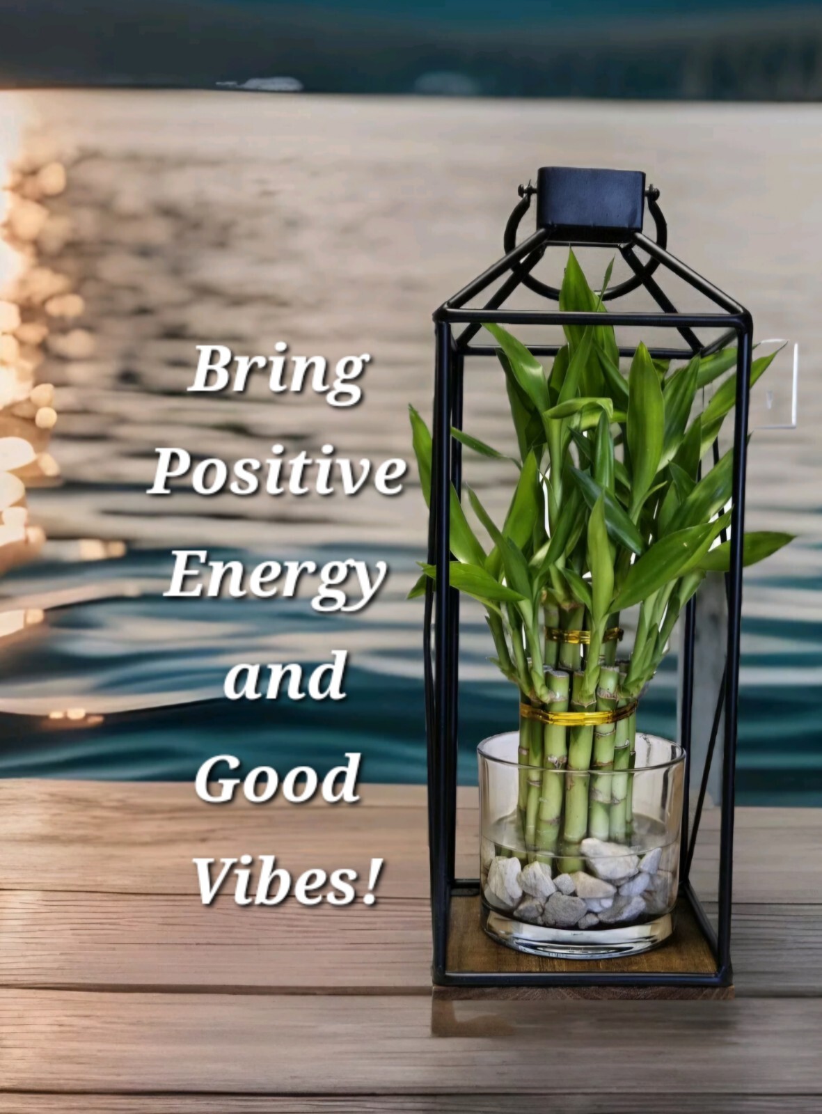 10 LUCKY BAMBOO 6″ Gift, Feng Shui, Indoor Perennial, Holiday Gift