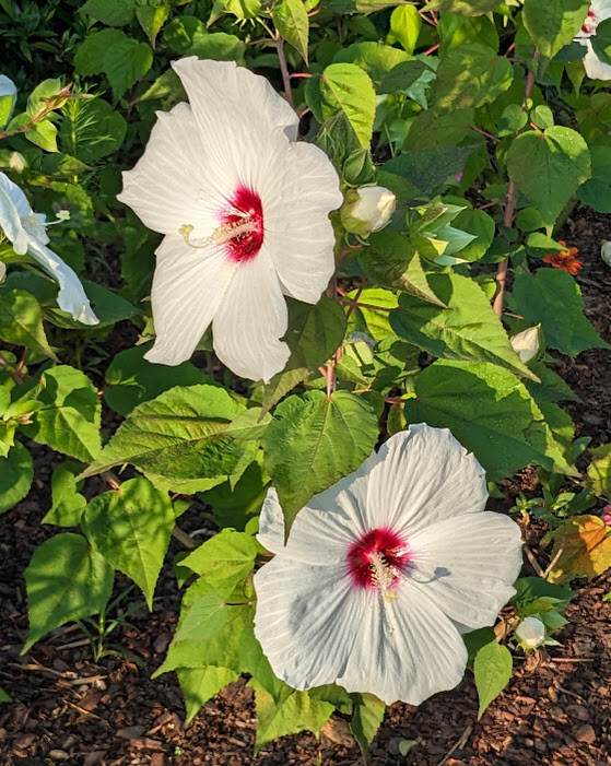 WHITE HIBISCUS MOSCHEUTOS (SWAMP ROSE-MALLOW) 20 SEEDS ( FRESH 2023 CROP)