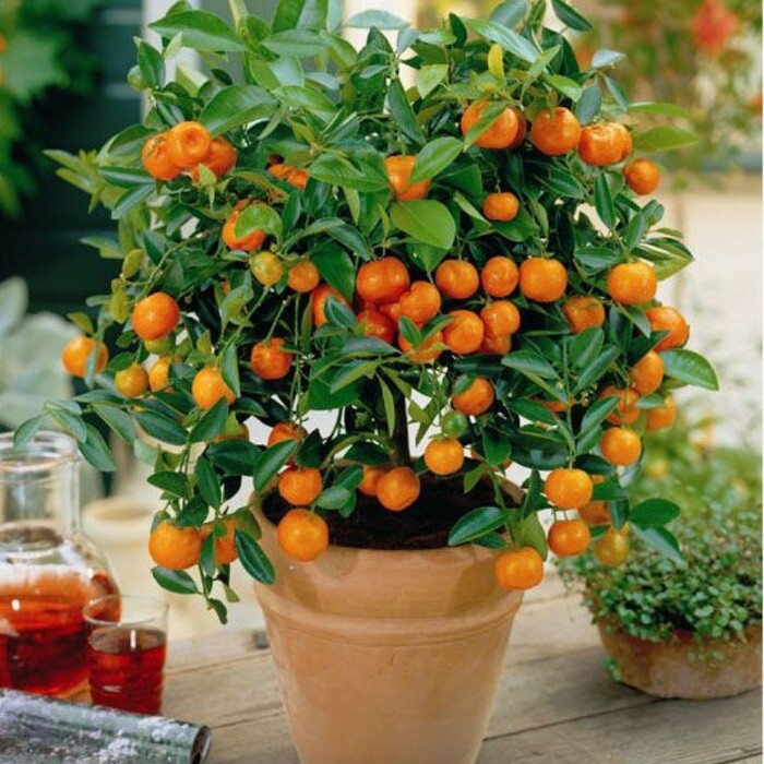 10 Mandarin Orange Seeds- Citrus reticulata Blanco