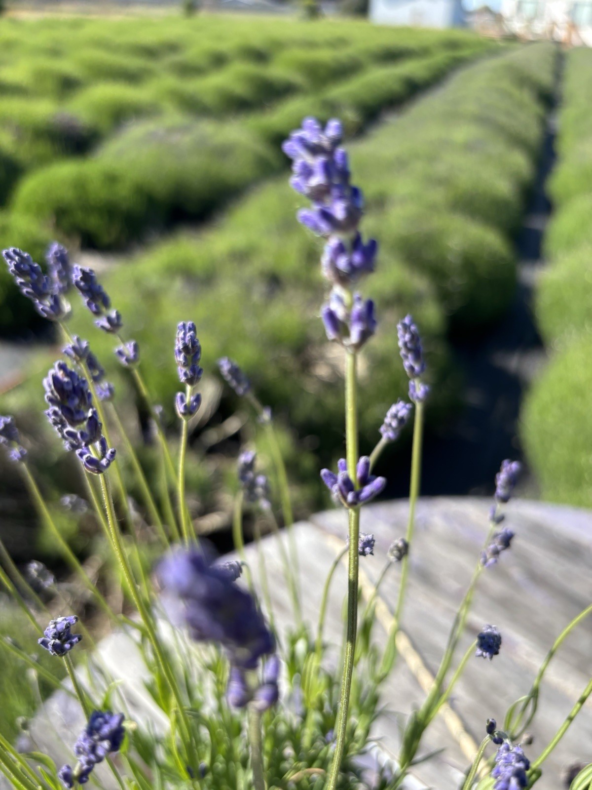 Live Folgate English Lavender Plant | 1 gallon Pot | Farm-Grown Sequim WA |