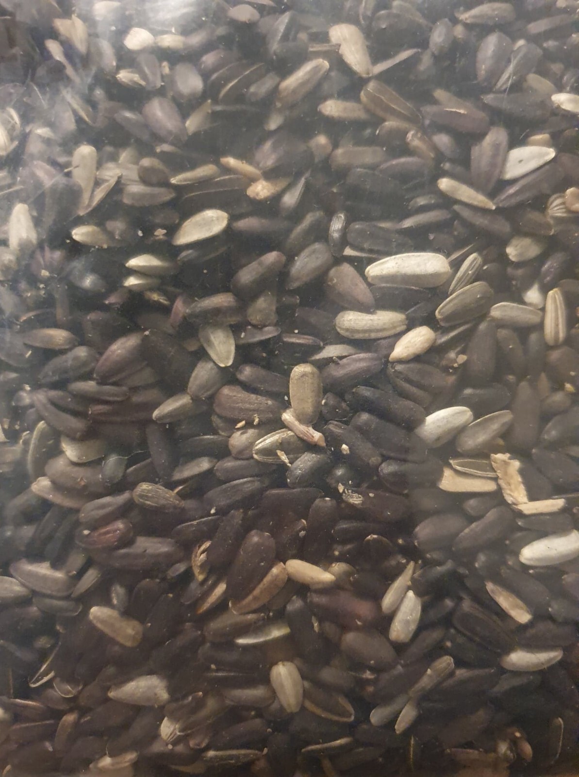 Lemon Queen Sunflower Seeds
