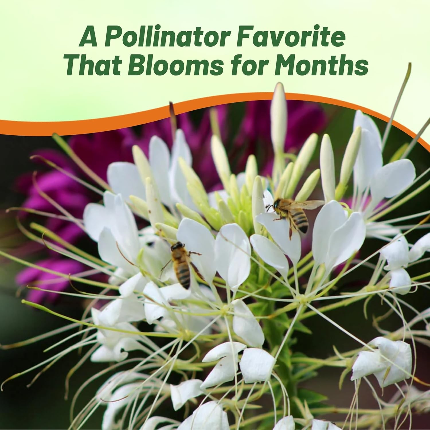 2000 Seeds White Cleome Spider Flower Seed For Xeriscape Gardens