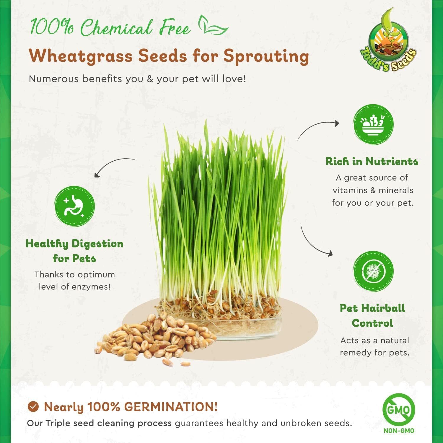 1 Pound of Cat Grass Wheatgrass Seeds Non GMO Sprouting Nutritious Health to Eat