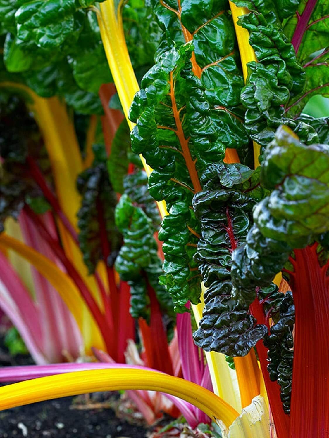 100 Swiss Chard Seeds for Planting Rare Colorful Garden Vegetable