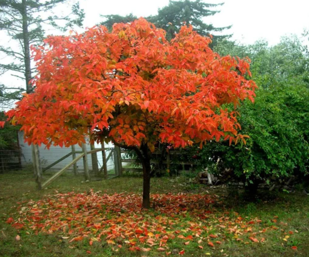 Live American Persimmon Tree – Diospyros virginiana – Fruiting Tree in 4″ Pot