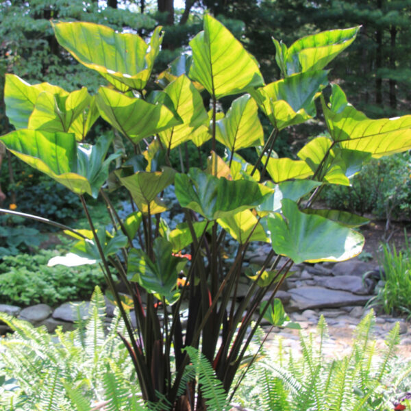 Colocasia – Tea Cup Elephant Ear – 1 Gallon Size Currently 2 to 3 FEET Tall