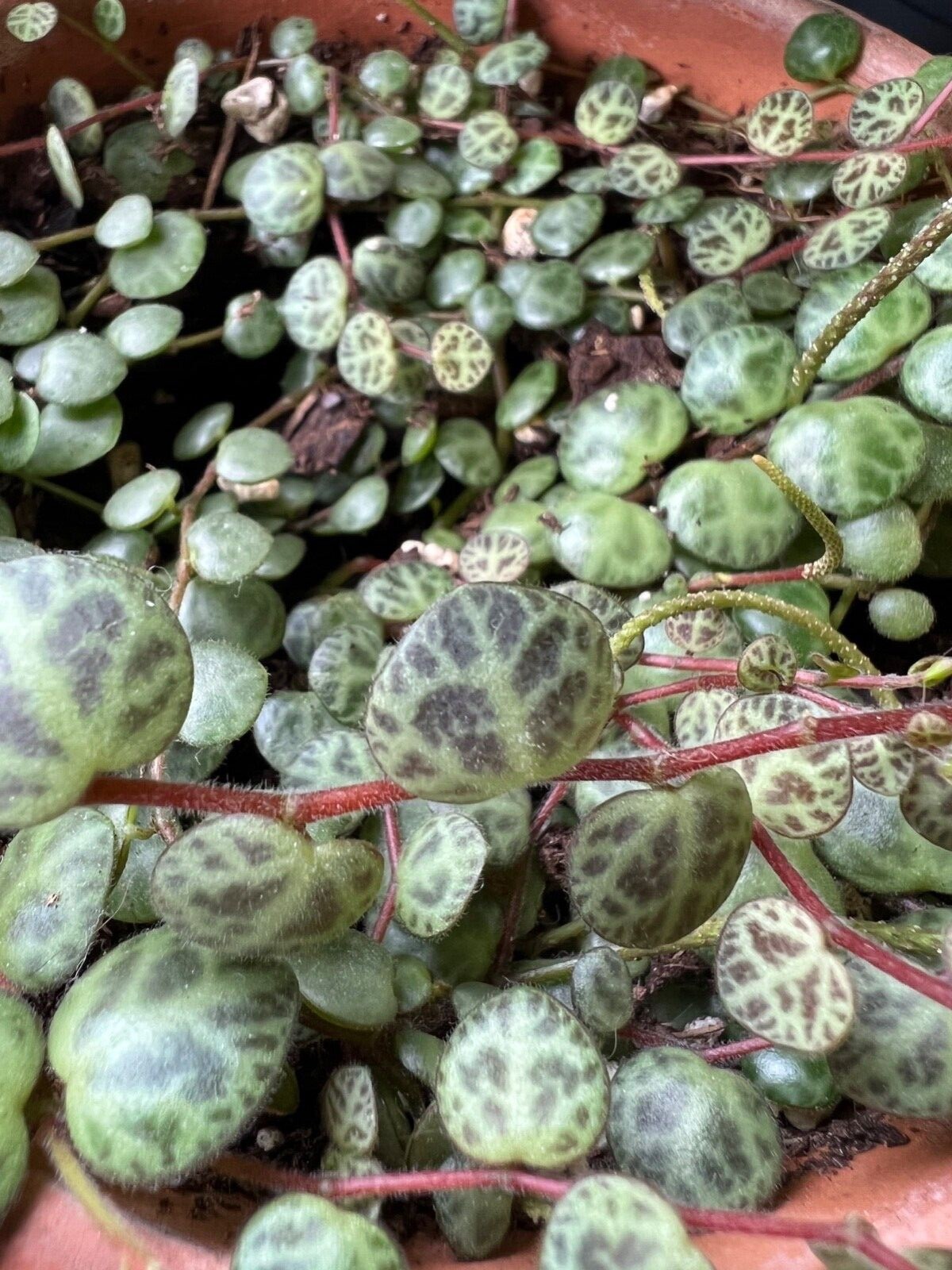 Succulent cuttings 25 live plants string of turtles and hearts pilea cactus