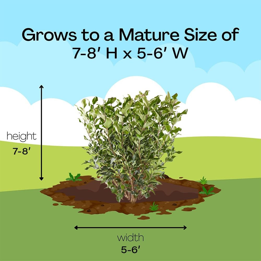 Generic 2.25 Gal. Ligustrum Recurvifolium