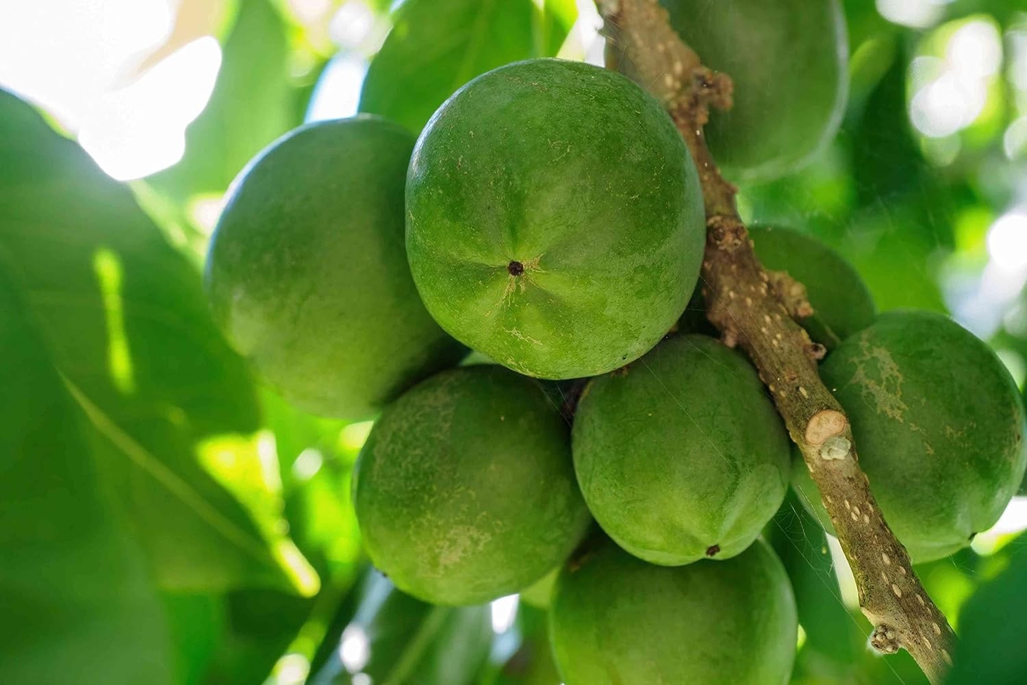 White Sapote Fruit Plant Tree – 8″ – 10″ (inches) Tall Fruit Tree Plant