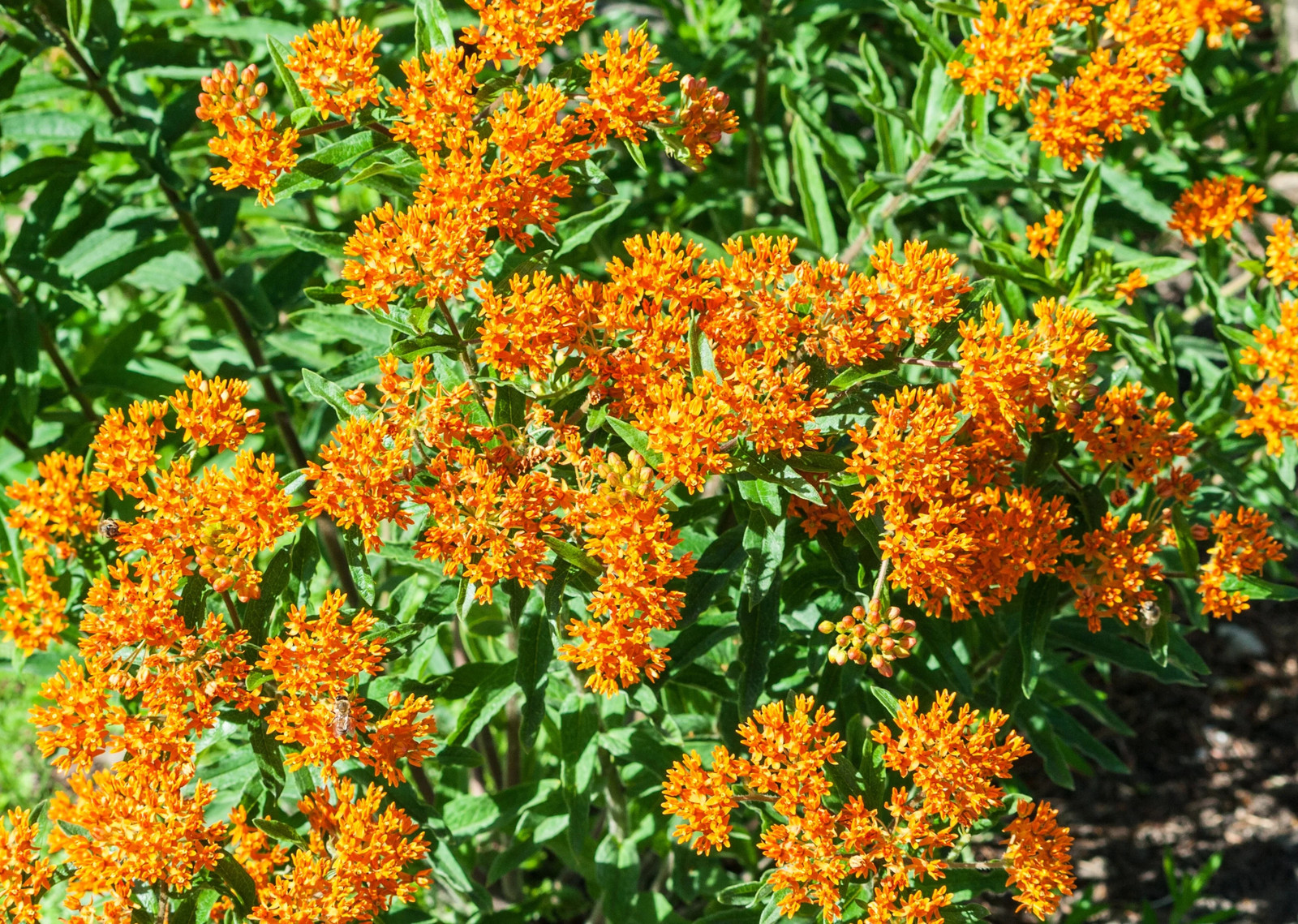 10 GAY BUTTERFLIES MILKWEED Red Yellow Orange Mix Asclepias Tuberosa Flower Seed