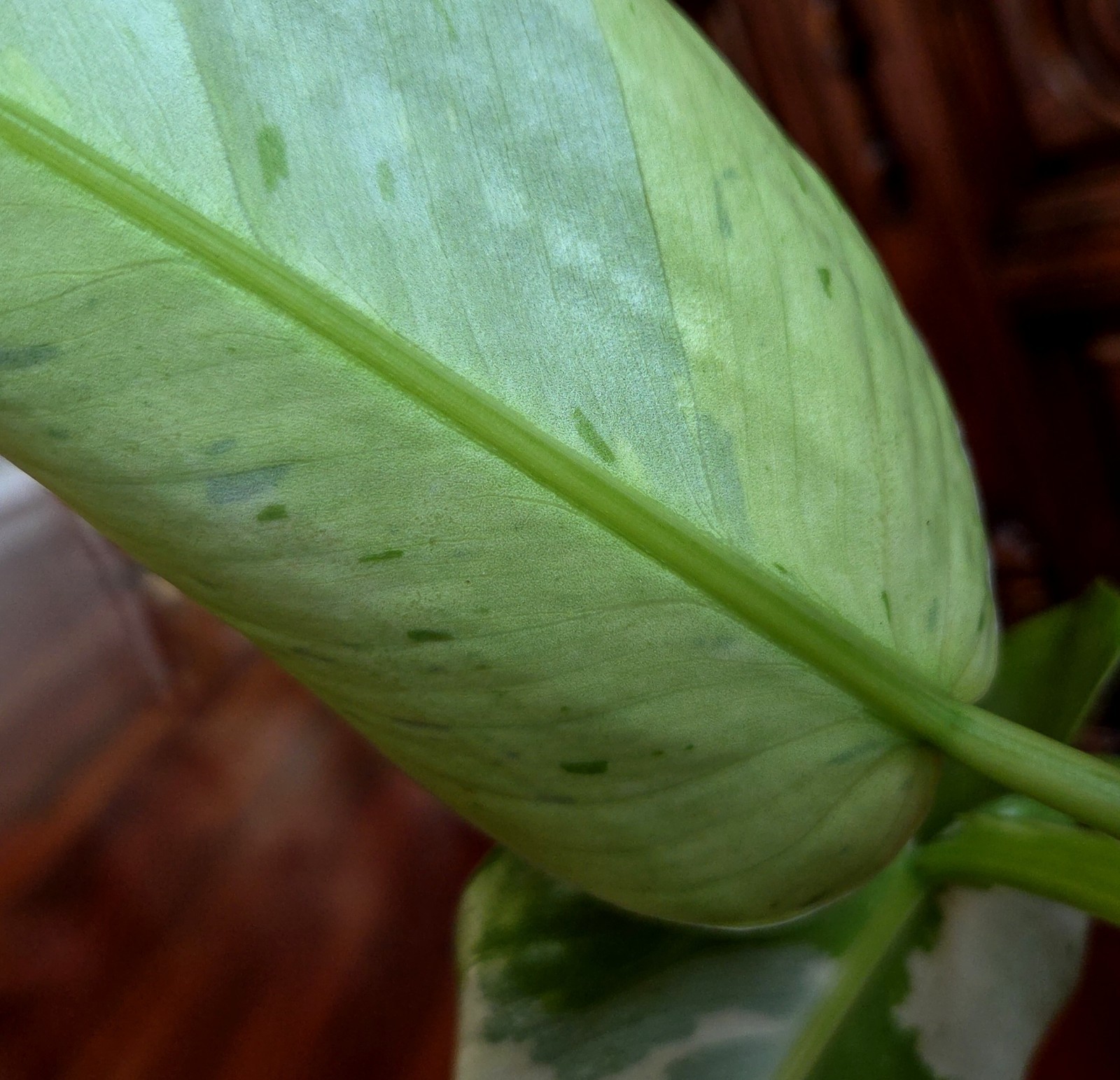 Rare Philodendron Mutant Jose Buono 27″ Wide Not Monstera Anthurium Syngonium
