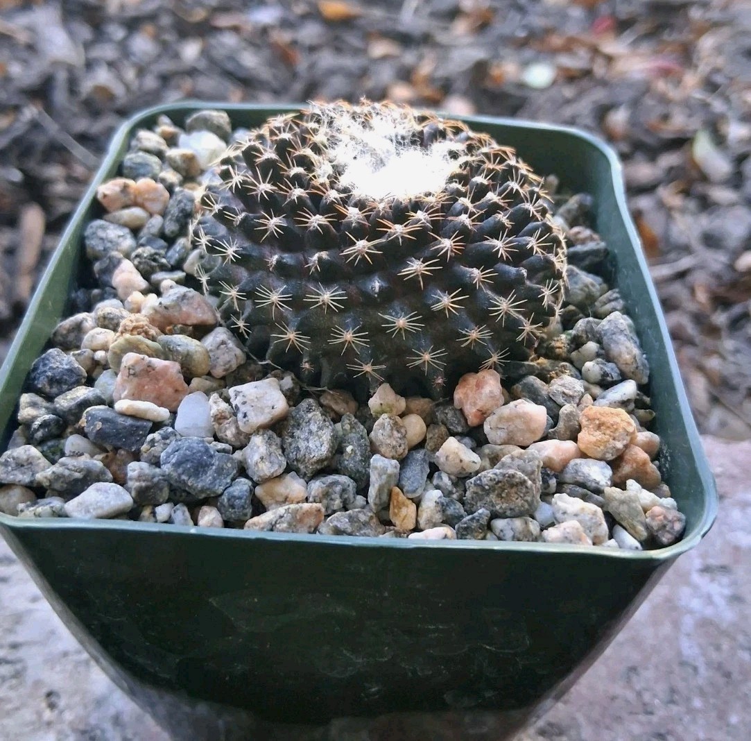 Copiapoa Tenuissima PURPLE Cactus Blooms Yellow Ships In 4″ Pot Just Beautiful