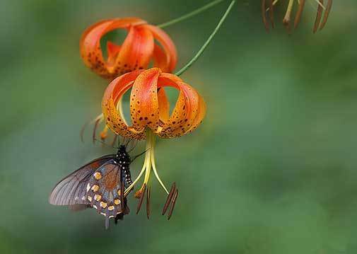 Lilium superbum | Turks-Cap | American Tiger | Turban Swamp Lily | 20_Seeds